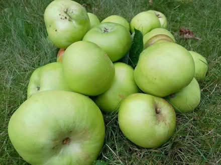 Photo of free Cooking apples (St Anne's on the Sea FY8) #1
