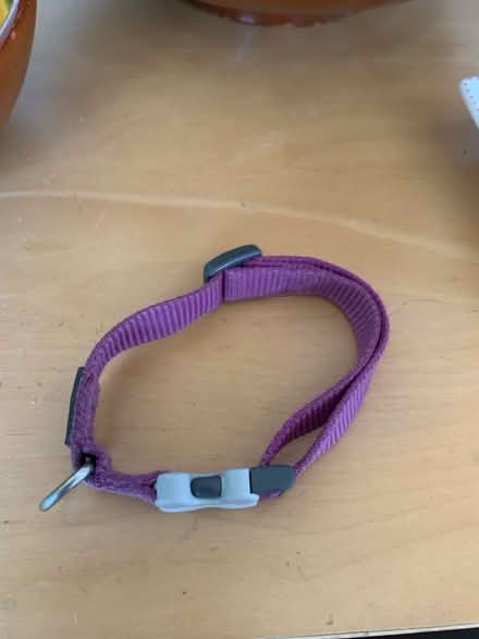 Photo of free Dog collar ( small ) (NR6) #1