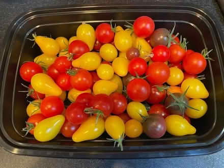 Photo of free cherry tomatoes from my garden (Wedgwood) #1