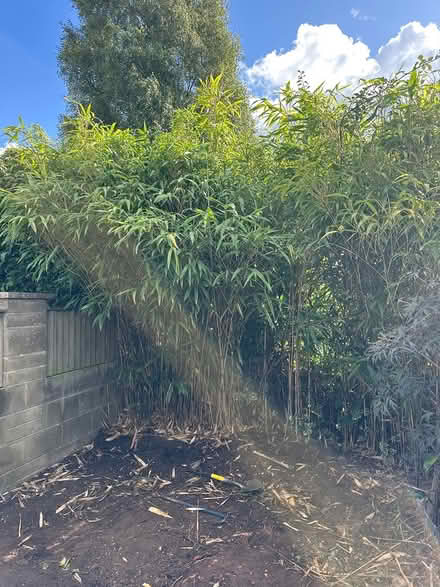 Photo of free Bamboo (bath BA2) #1