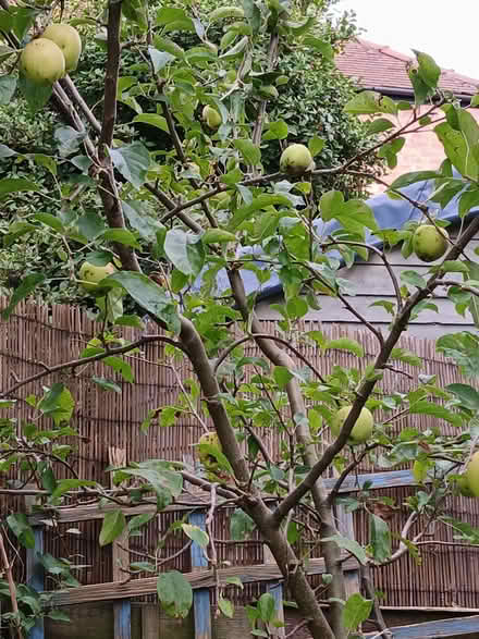 Photo of free 2.5m apple tree (Gatley SK8) #1
