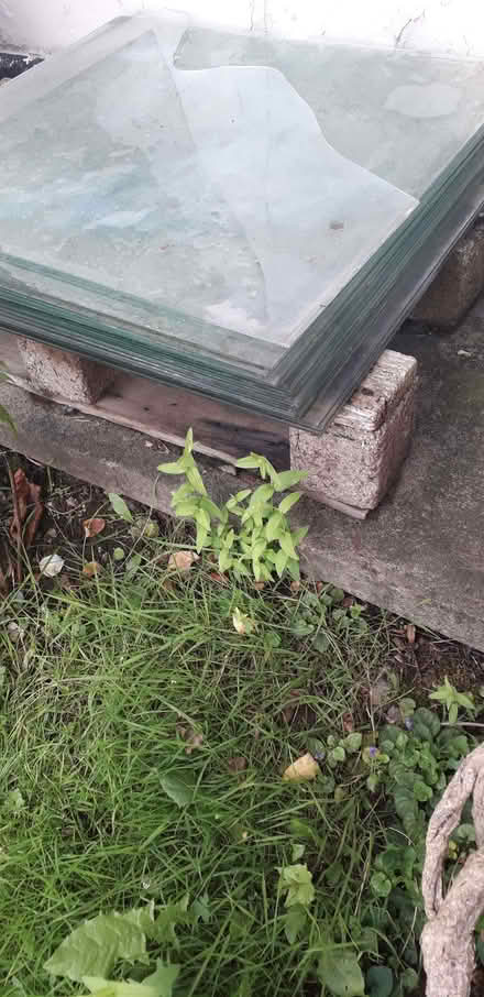 Photo of free Greenhouse Glass (Highters Heath B14) #2