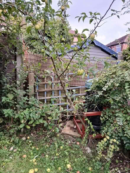 Photo of free 2.5m apple tree (Gatley SK8) #2