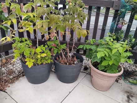 Photo of free Three tubs of Raspberries. (Monkmoor SY2) #1