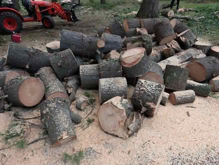 Photo of free pine firewood (Brighton, MI) #1
