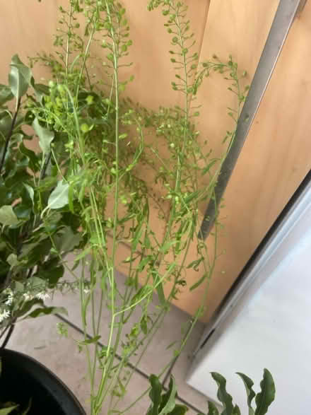 Photo of free Flower arranging foliage (Aston Fields B60) #3
