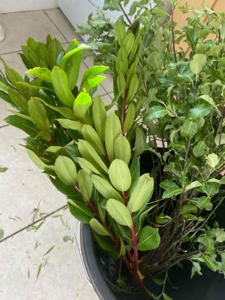 Photo of free Flower arranging foliage (Aston Fields B60) #2