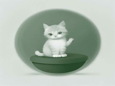 Photo of Kitten (Newark NG24) #1
