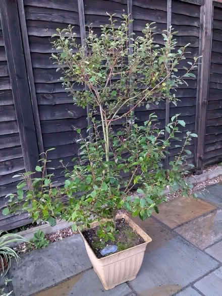 Photo of free Willow tree (Allestree DE22) #1