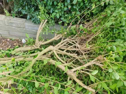 Photo of free Branches of privet (Heysham LA3) #3