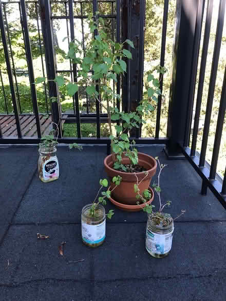 Photo of free White Mulberry Plant and Cuttings (Sea Cliff, NY) #1