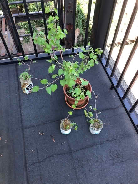Photo of free White Mulberry Plant and Cuttings (Sea Cliff, NY) #2