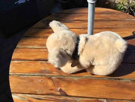 Photo of free Keel soft toy dog. “Rascal” (New Balderton) #3