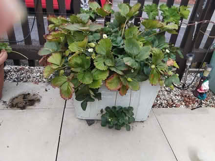 Photo of free Tub of Strawberry plants (Monkmoor SY2) #1