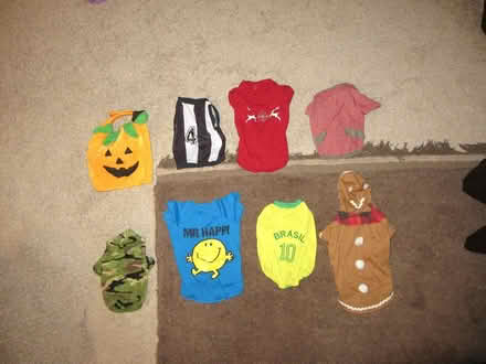 Photo of free Outfits for Cat or Small Dog (Melissa) #1