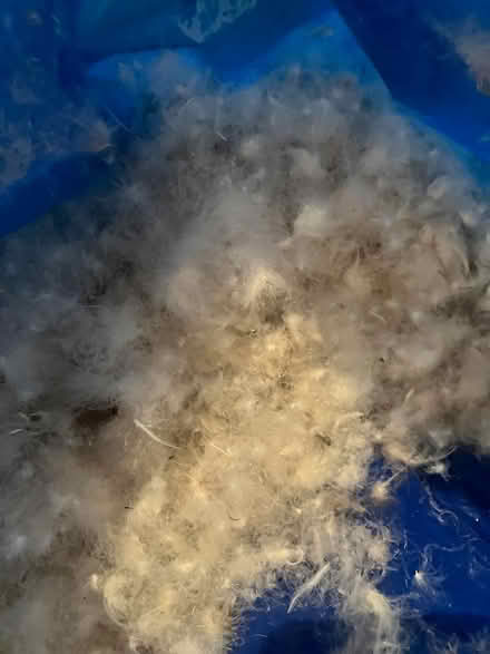 Photo of free Down feathers (Bathurst/St. Clair) #1