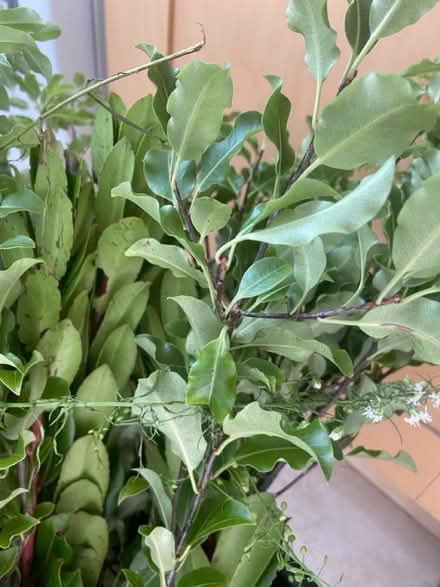 Photo of free Flower arranging foliage (Aston Fields B60) #4