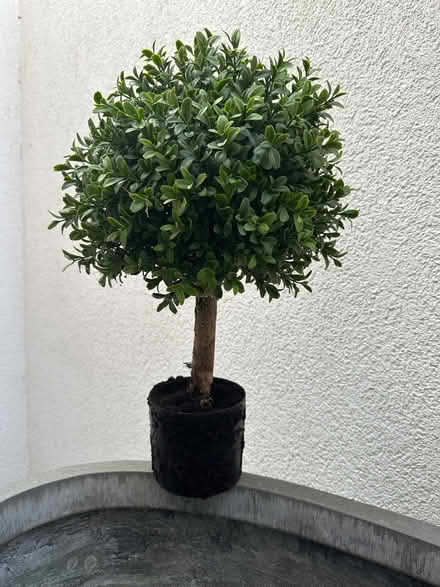 Photo of free Fake topiary (Wimbledon Village SW19) #1