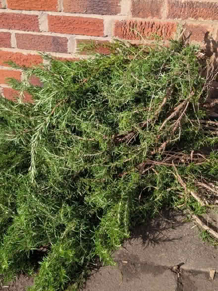 Photo of free Freshly-cut rosemary from our garden (Knighton LE2) #1