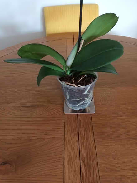Photo of free Pink Orchid (Fareham PO14) #1