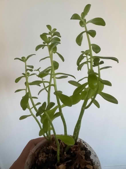 Photo of free Plant Moneywort (Elm Park RM12) #2
