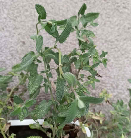 Photo of free cat mint (Hockley Port B18) #2