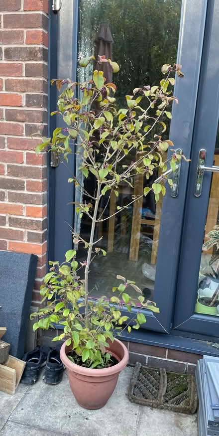 Photo of free Beautyberry Shrub (Morecambe LA4) #1