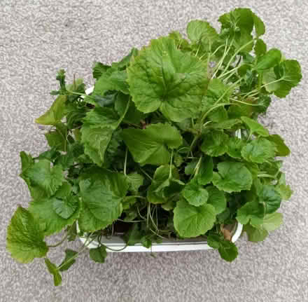 Photo of free Campanula Plant (Hockley Port B18) #1