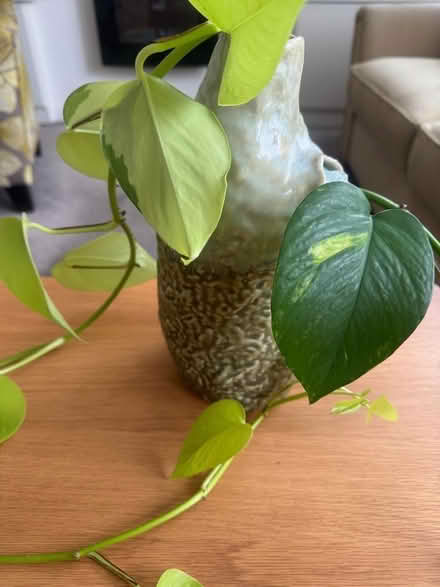 Photo of free Pothos cuttings (Elm Park RM12) #2