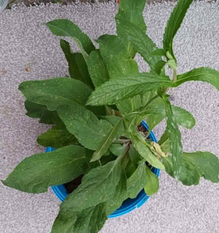 Photo of free Flower seedlings (Hockley Port B18) #4