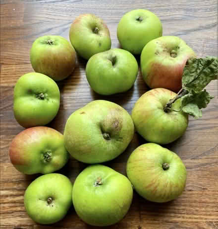 Photo of Bramley or similar cooking apples (Elmers End BR3) #1