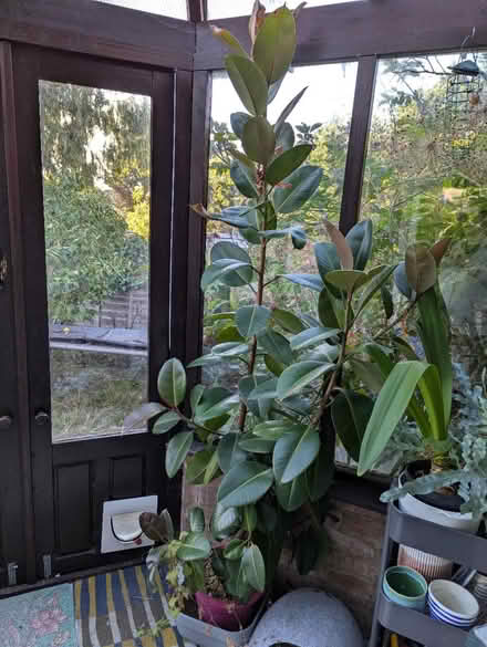 Photo of free VERY tall Rubber plant (near Hollow Way, Cowley OX4) #1