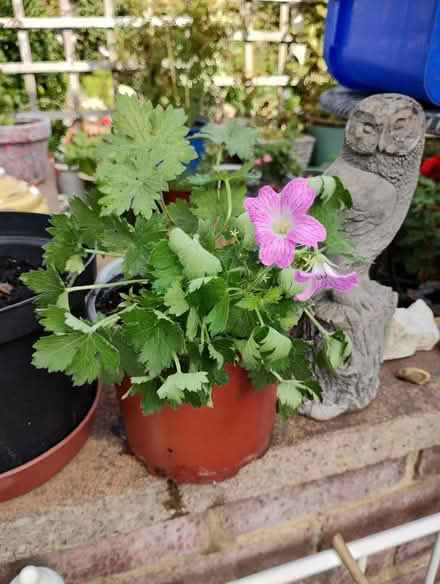 Photo of free Perennial Pink Geranium (Bratton) #1