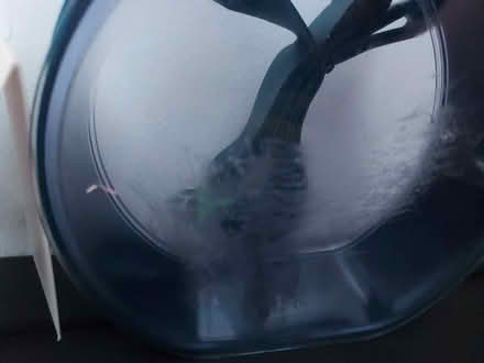 Photo of free clear Canteen (little ferry) #2