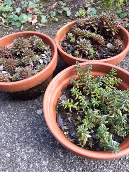 Photo of free Succulent plants (Southport PR8) #1