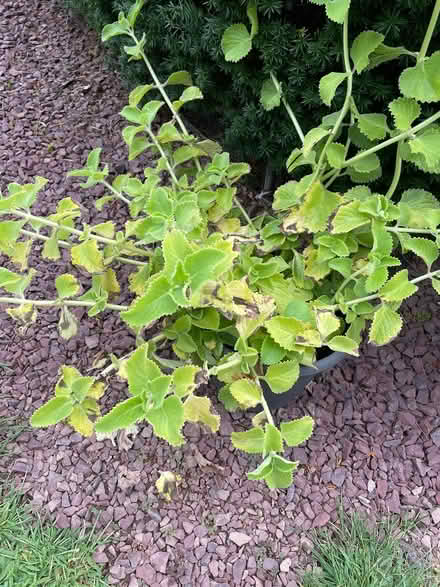 Photo of free Cuban oregano cuttings (Financial district) #1