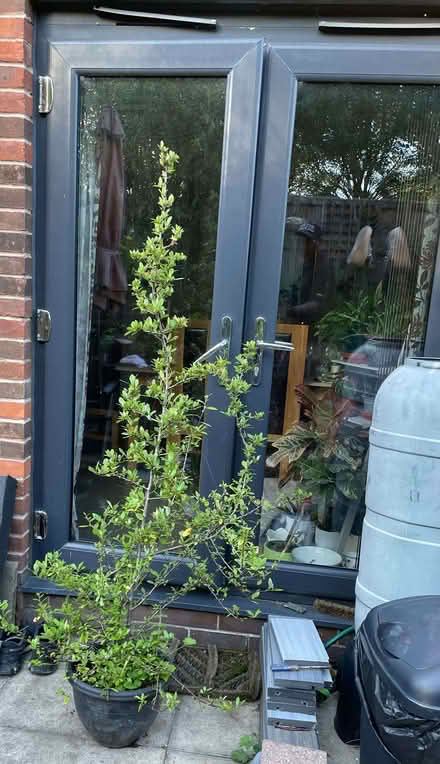 Photo of free Pyracantha Red Column Shrub in a plant pot (Morecambe LA4) #2