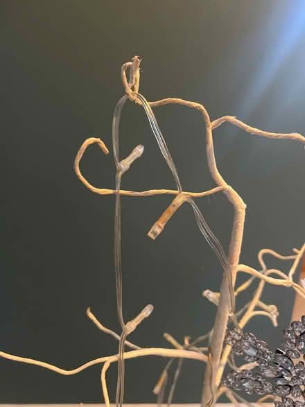 Photo of free White Christmas branch (Foxton CB22) #3