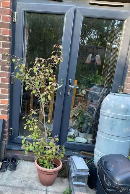 Photo of free Beautyberry Shrub (Morecambe LA4) #2
