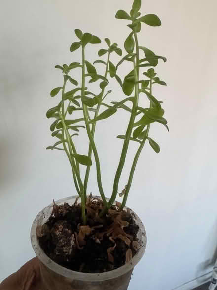 Photo of free Plant Moneywort (Elm Park RM12) #1