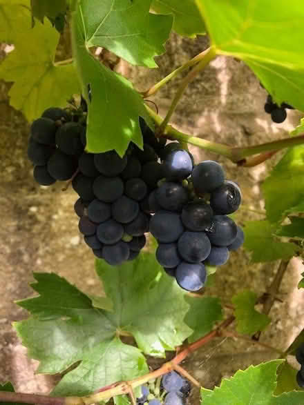 Photo of free grapes (Calne SN11) #1