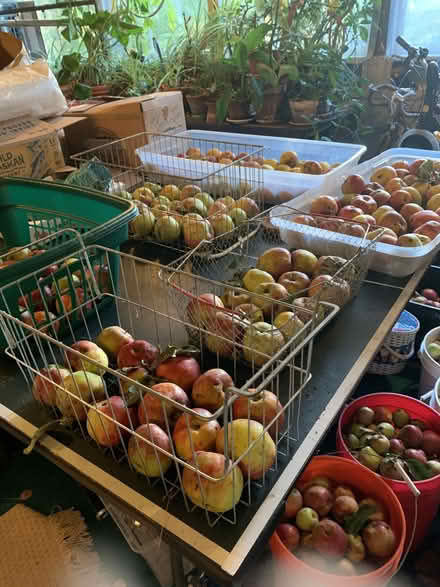 Photo of free organic applesauce apples (Greenwood) #1