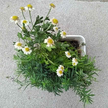 Photo of free Flower seedlings (Hockley Port B18) #3