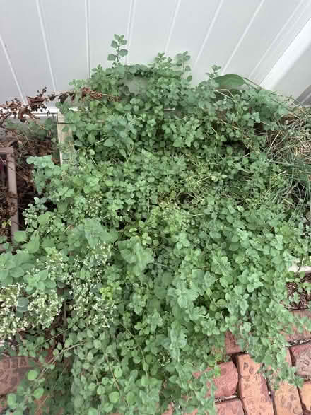 Photo of free Crazy amount of Oregano (Elmhurst area) #1