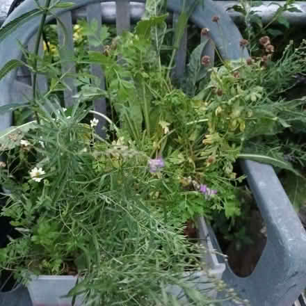 Photo of free Flower seedlings (Hockley Port B18) #2