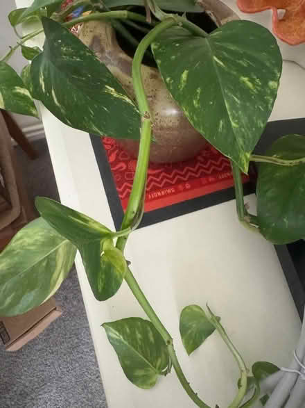 Photo of free Pothos cuttings (Elm Park RM12) #1