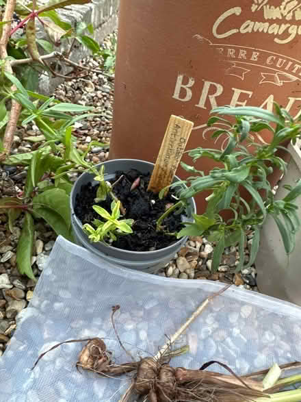 Photo of free Garden plants/pots/canes (CO4 9 Colchester) #4