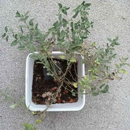 Photo of free cat mint (Hockley Port B18) #1