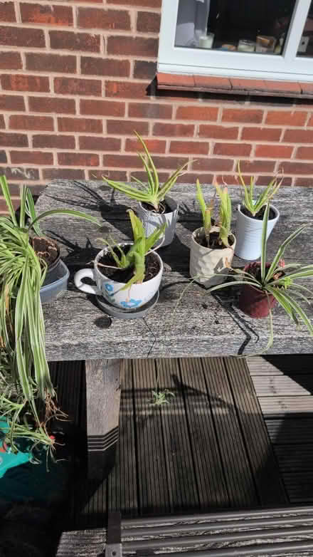 Photo of free Various small plants (Dronfield S18) #1