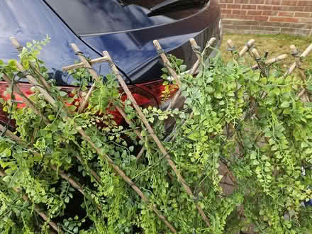 Photo of free Expanding garden screen (Sunniside NE16) #1
